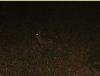 Rabbits at night