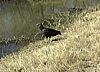 Texas Turkey (Buzzard) right around the corner from here