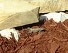Lizards are showing a liking for the habitat