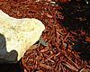 Lizard Sunning after a 40 degree night