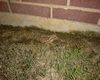 Texas Toad