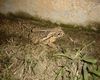 Texas Toad