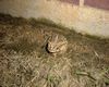 Texas Toad