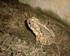 Texas Toad