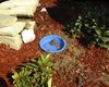 A toad using the swimming pool.